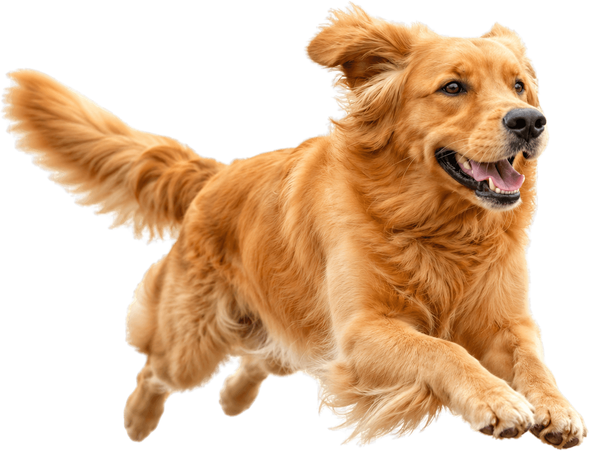 Cachorro correndo